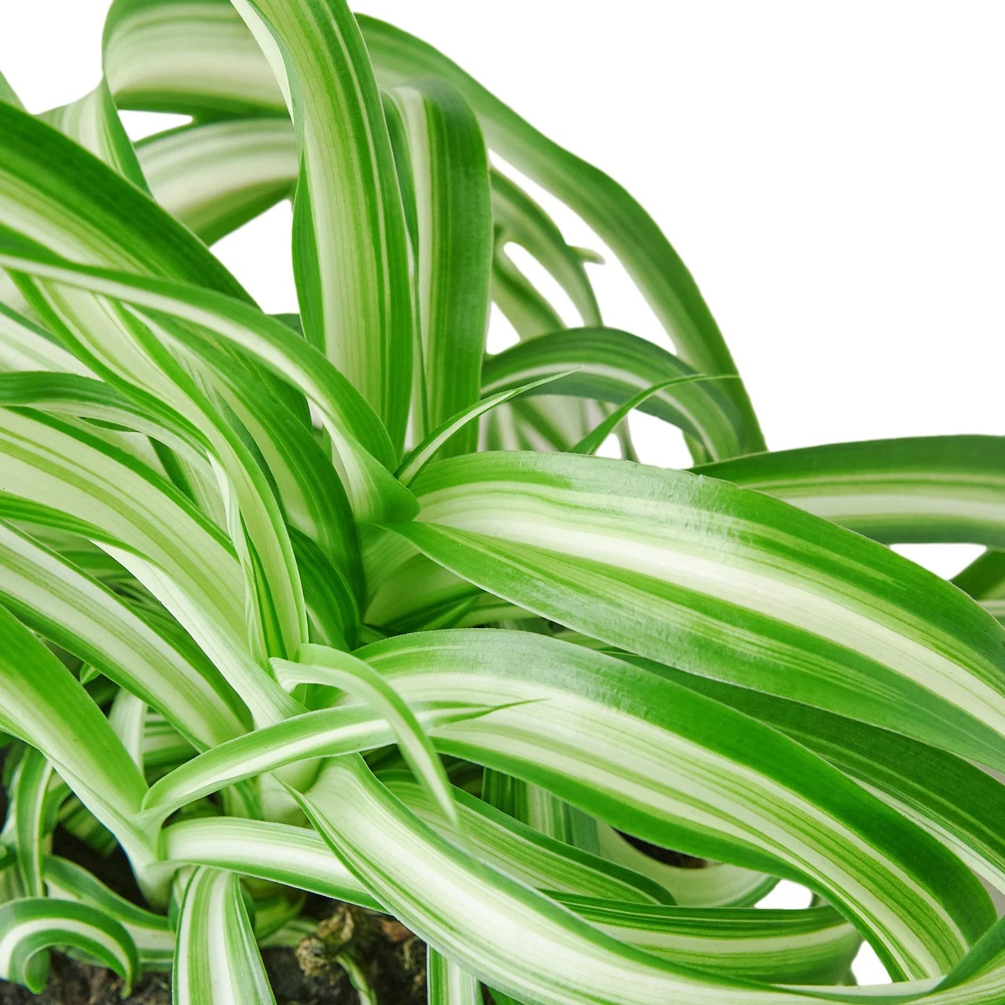 Close-up of a Spider Plant 'Bonnie' with vibrant green and white curly, variegated leaves.