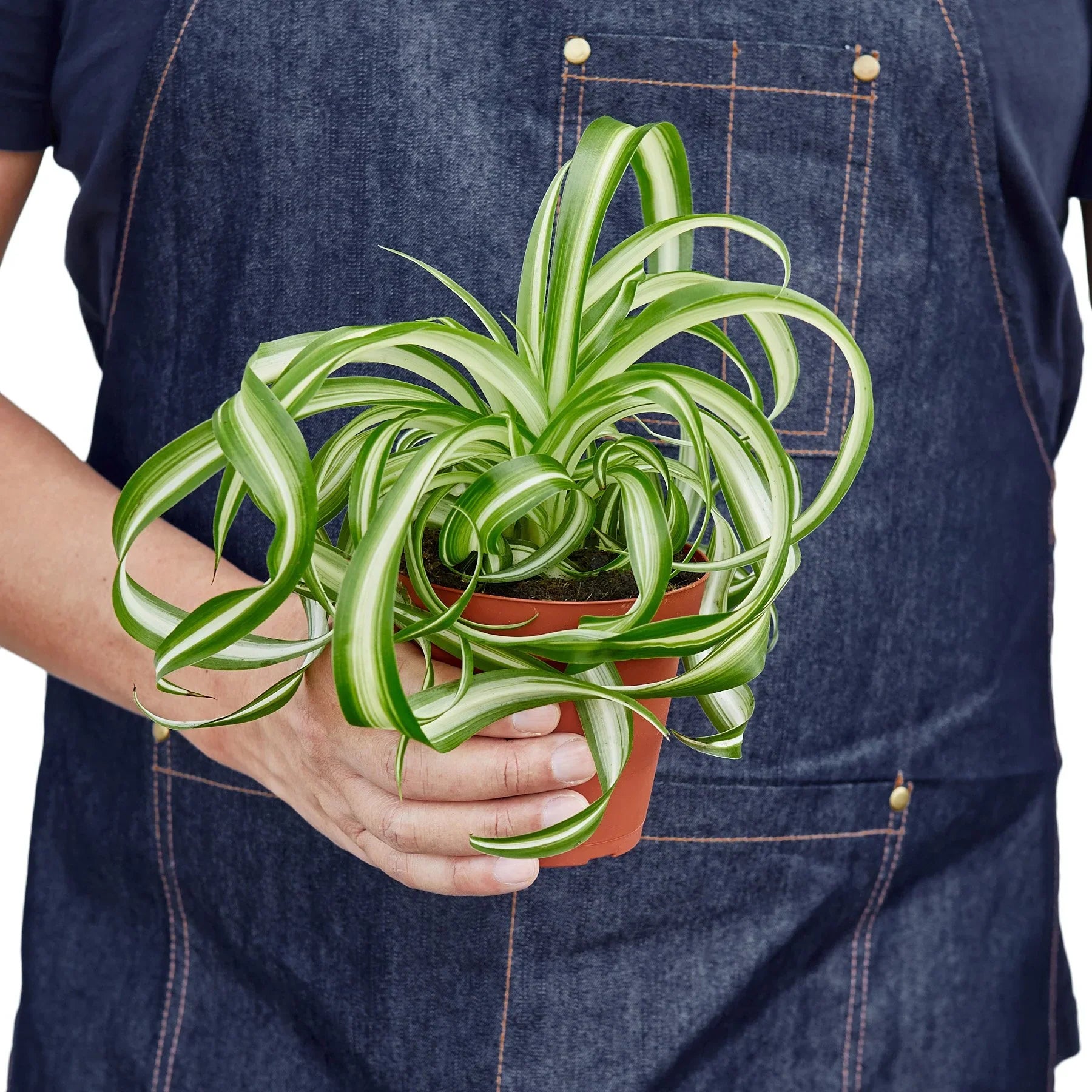 Person in denim apron holding a small Spider Plant 'Bonnie' with curly, variegated green and white leaves in a brown pot.