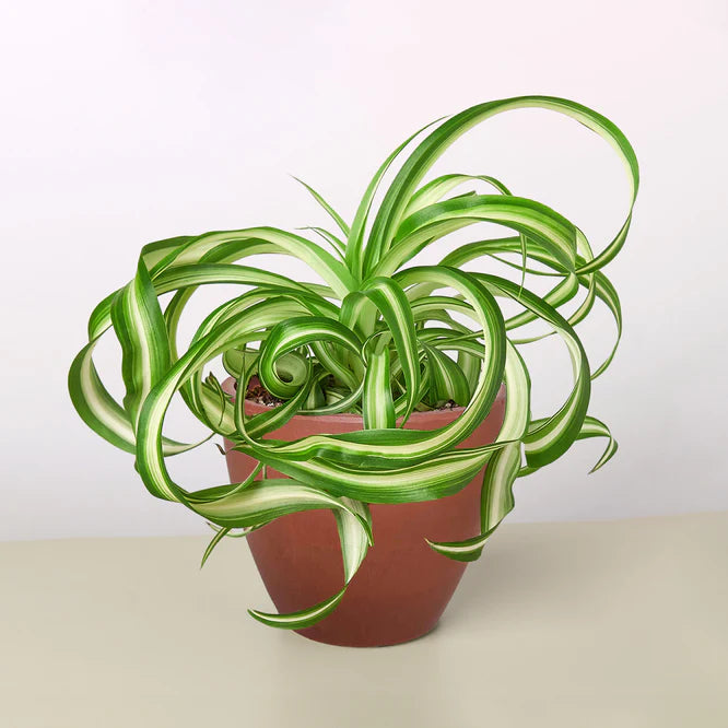 Curly Spider Plant 'Bonnie' with variegated green and white leaves in a brown terracotta pot.