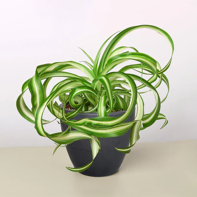 Curly Spider Plant 'Bonnie' with green and white variegated leaves in a dark gray pot.