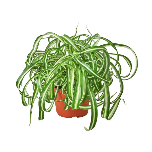 A pet safe spider plant 'Bonnie' with curly variegated green and white leaves hanging over a brown pot.