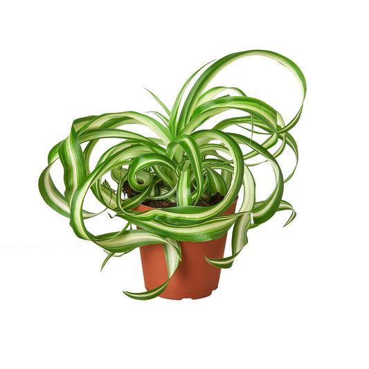A potted pet safe curly spider plant 'Bonnie' with variegated green and white leaves hanging out of a brown pot.