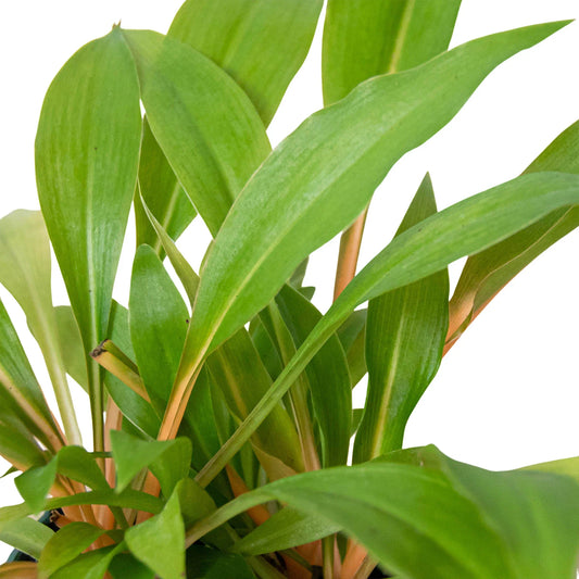 Green Spider Plant Fire Flash with bright orange petioles and leaf midribs.