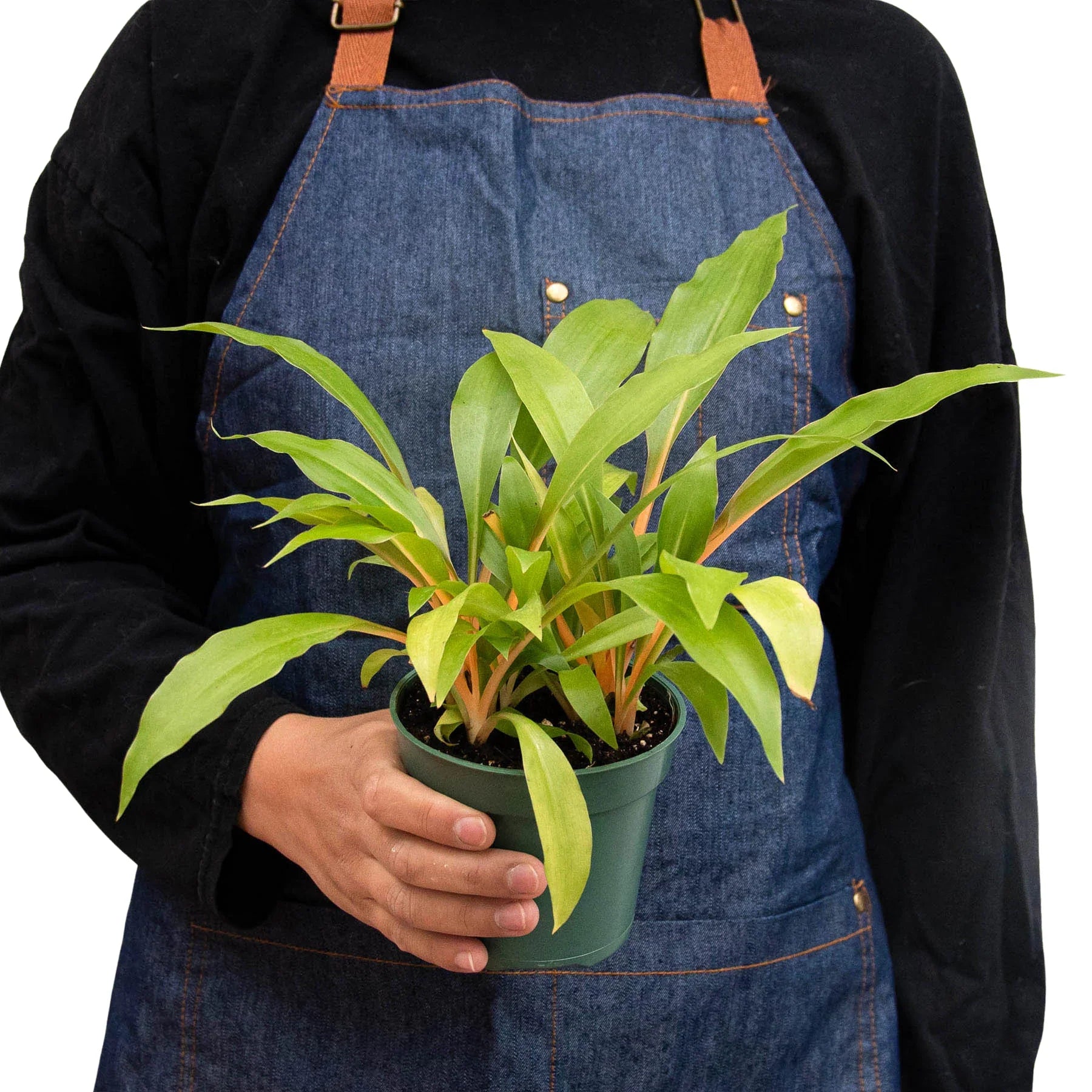 Person in denim apron holding a Spider Plant Fire Flash with green leaves and bright orange stems in a dark green pot.