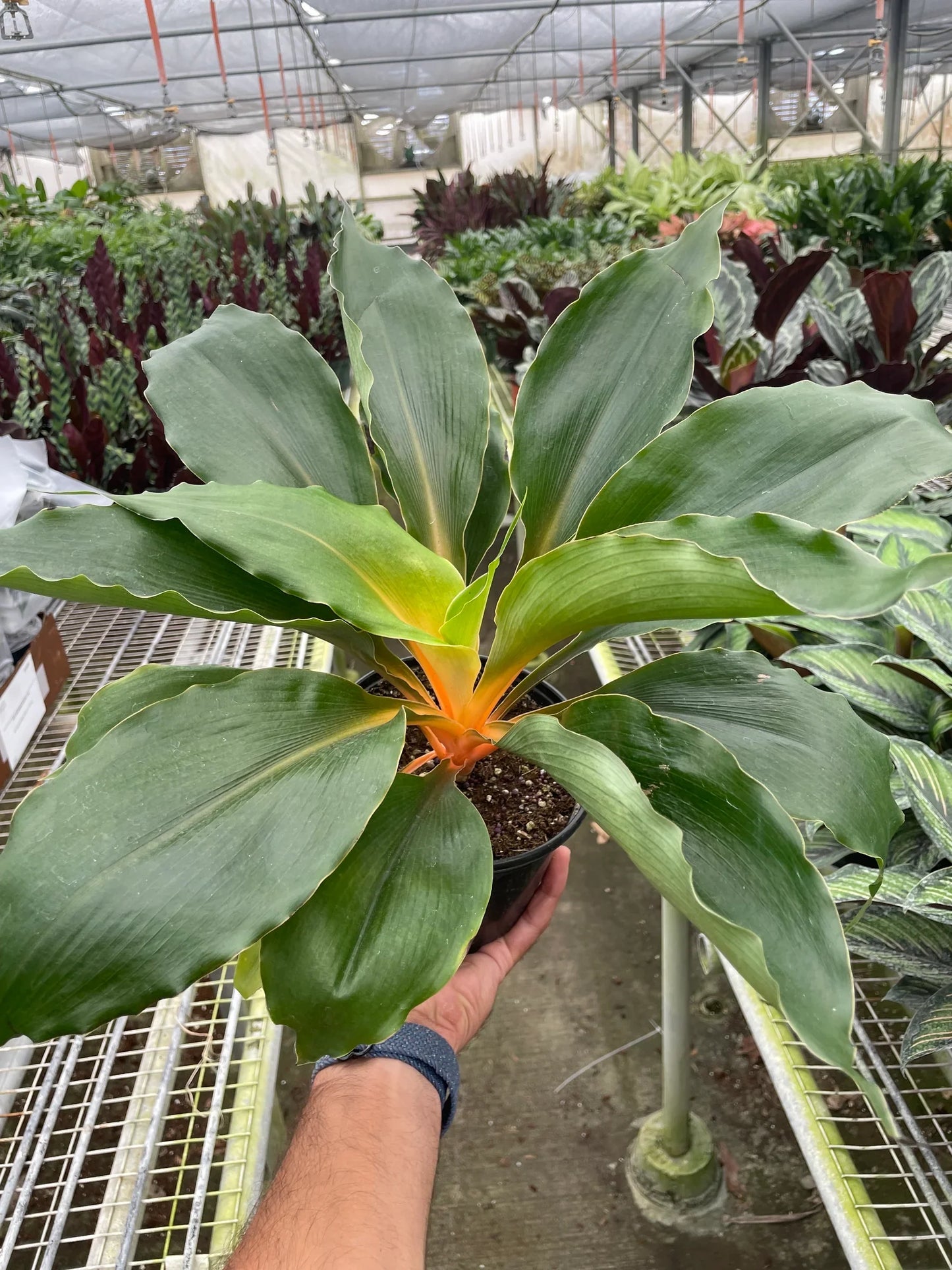 Green Spider Plant Fire Flash with bright orange petioles and midribs in a black pot.
