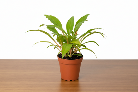 Spider Plant Fire Flash with green leaves and bright orange petioles in a brown pot on a wooden surface.