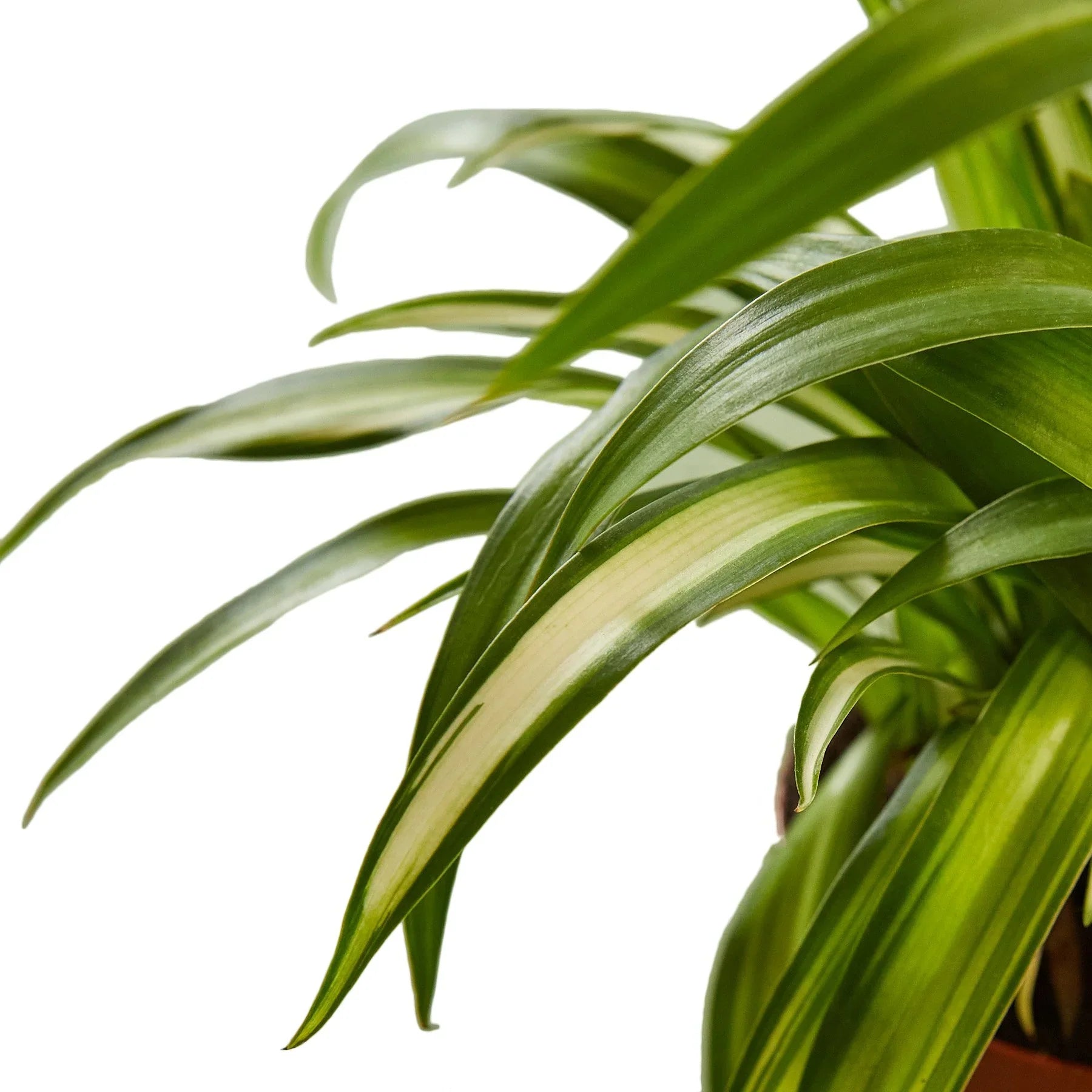 Lush Spider Plant Hawaiian with broad, richly green and cream-striped leaves, against a white background.