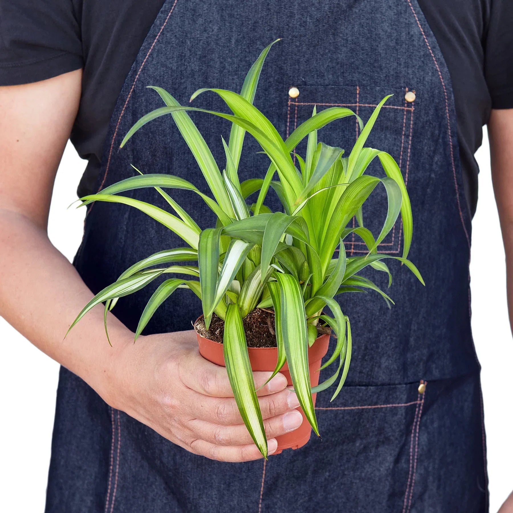 Person in a denim apron holding a vibrant Spider Plant Hawaiian in a brown nursery pot.