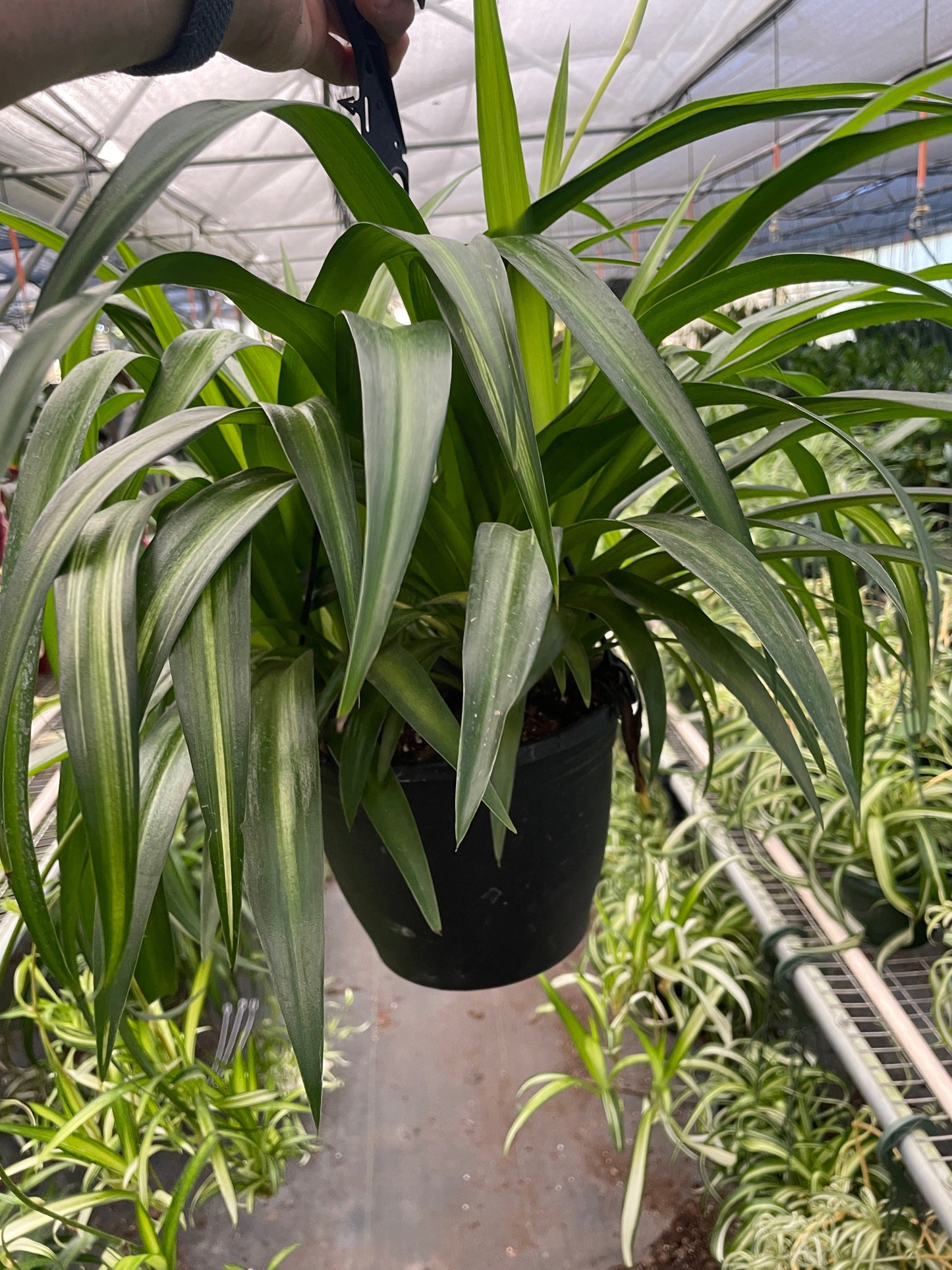 Lush Spider Plant Hawaiian with broad, richly green leaves in a black hanging pot.