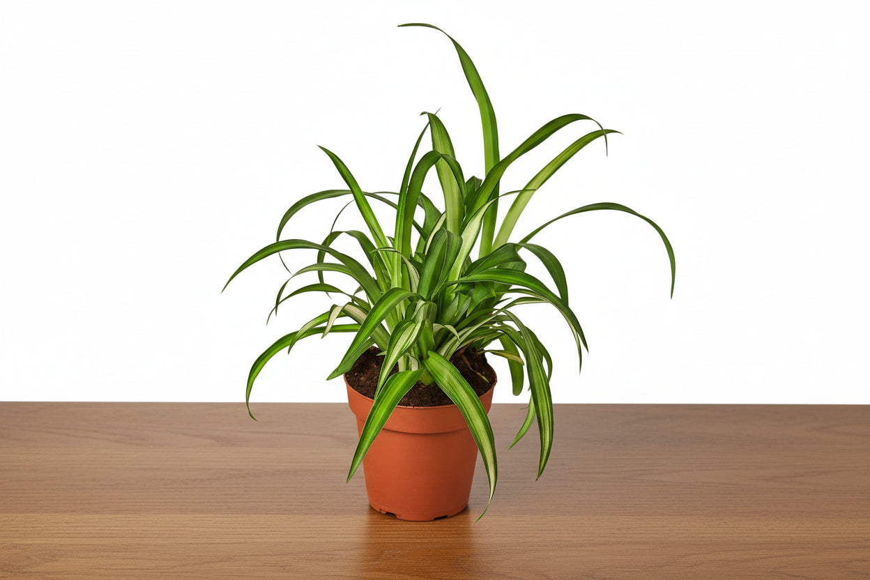 Lush Spider Plant Hawaiian with broad green and white leaves in a terracotta pot on a wooden surface.