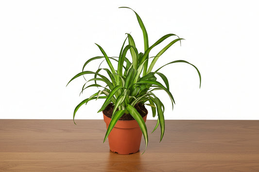 Lush Spider Plant Hawaiian with broad green and white leaves in a terracotta pot on a wooden surface.