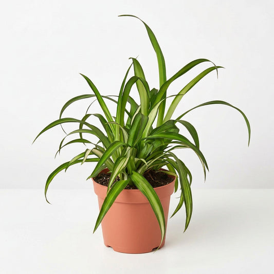 Lush pet safe hawaiian spider plant with broad green and white leaves in a brown  pot on a white surface with white background.