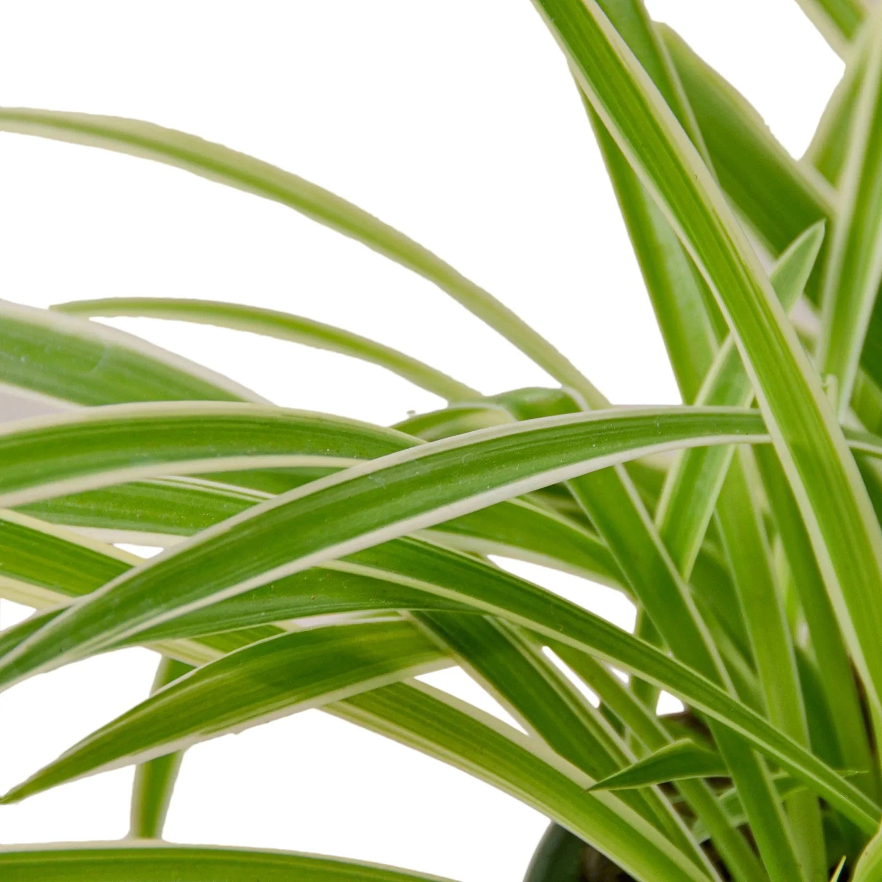 Close-up of a Spider Plant Reverse with creamy white centers and rich green edges.
