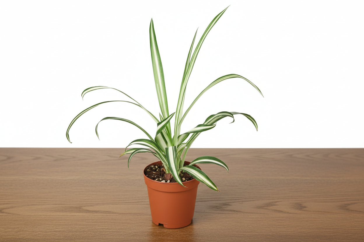 Spider Plant Reverse with creamy white centers and green edges in a brown pot.