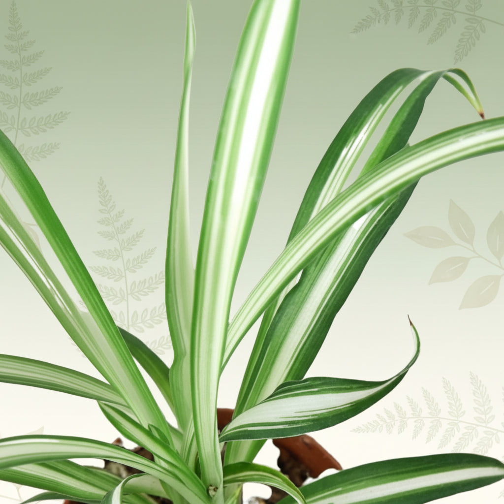 Close-up of a Spider Plant Reverse with creamy white centers and rich green edges.
