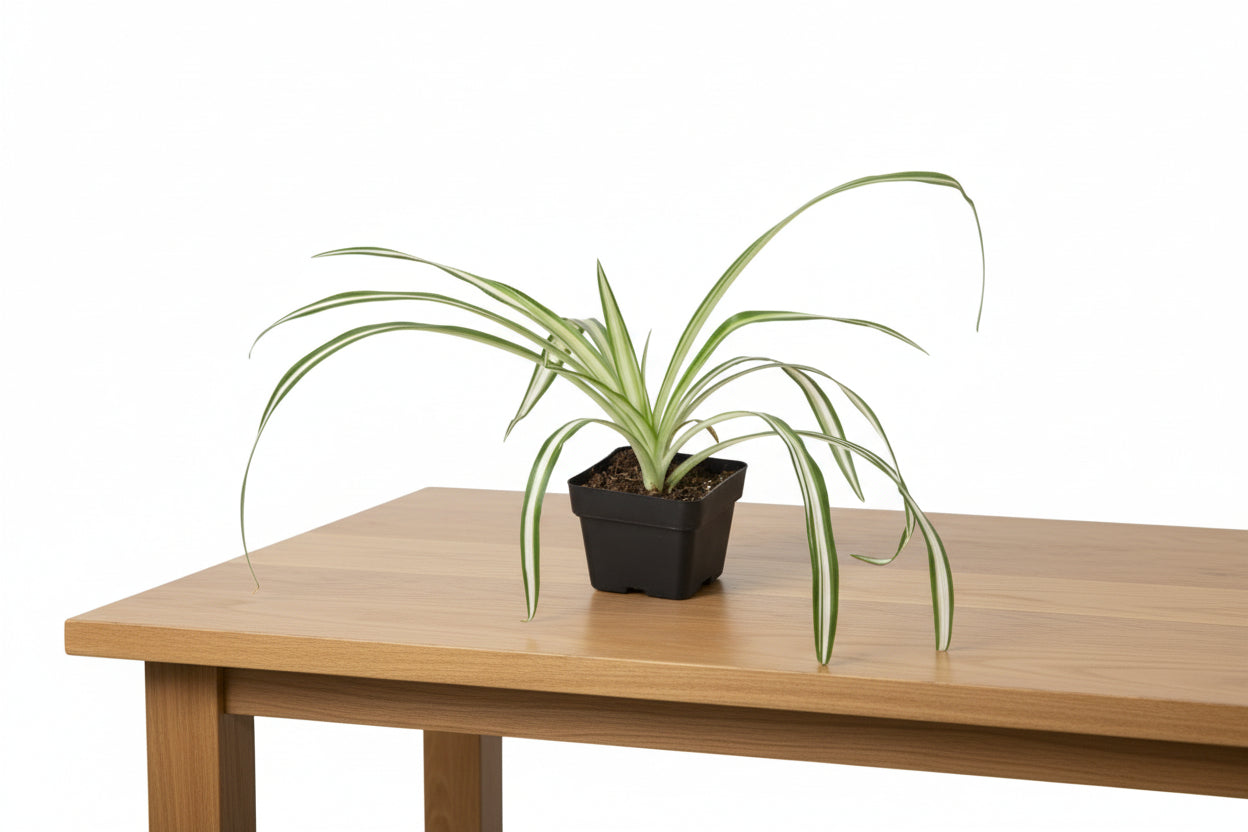 Spider Plant Reverse with creamy white centers and green edges in a black pot on a light wood table.