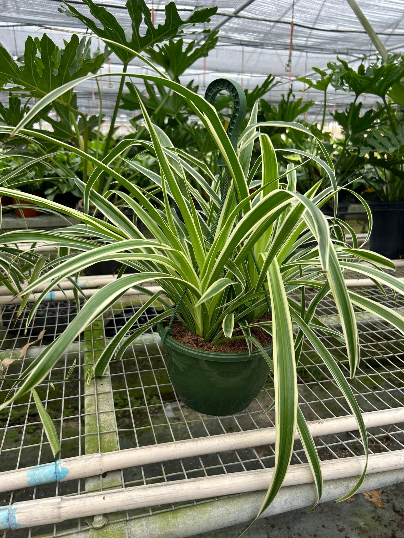 Spider Plant Reverse with creamy white centers and green edges in a dark green hanging pot.
