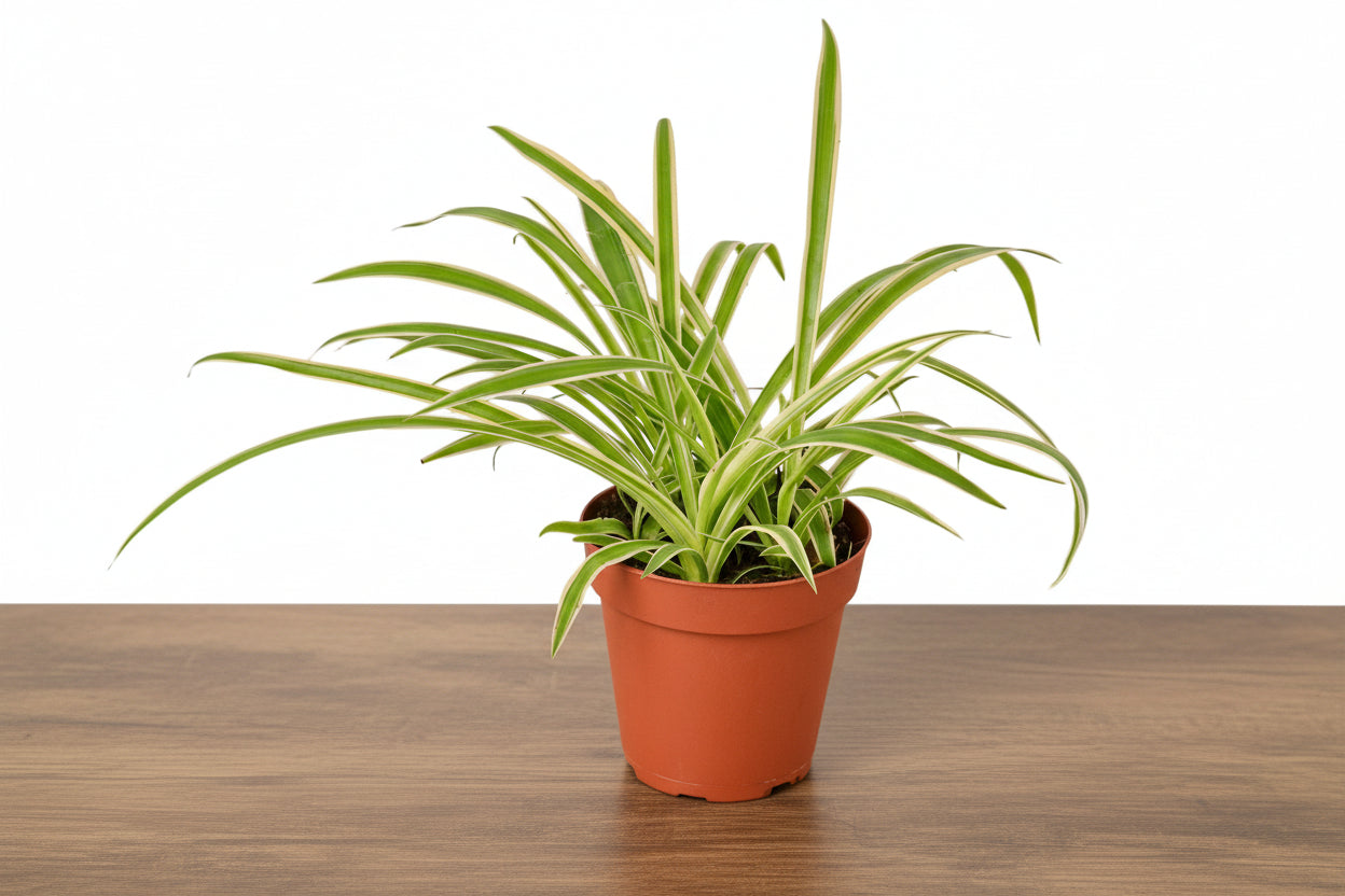 Spider Plant Reverse with creamy white centers and green edges in a terracotta pot.