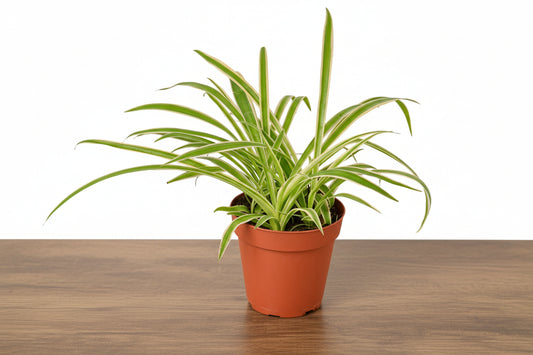 Spider Plant Reverse with creamy white centers and green edges in a terracotta pot.