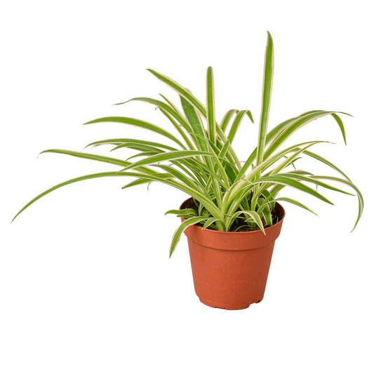 A pet safe spider plant reverse with creamy white centers and green edges in a brown pot.