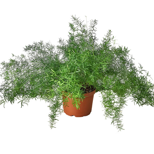Potted arge sprengeri fern indoor houseplant with large compact bushy green stem fronds growing in a brown nursery pot on a white background.
