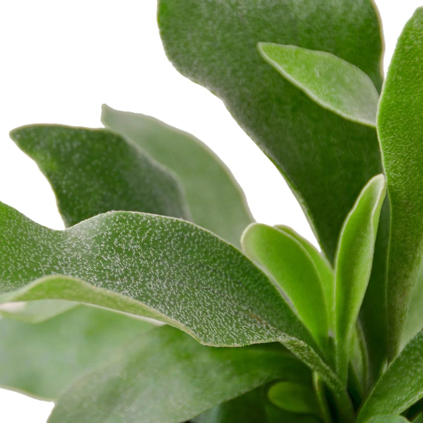 Close-up of a Staghorn fern with fuzzy, textured green leaves against a white background.