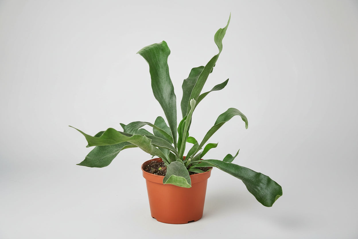 Staghorn fern with fuzzy, forked green leaves in a terracotta pot.