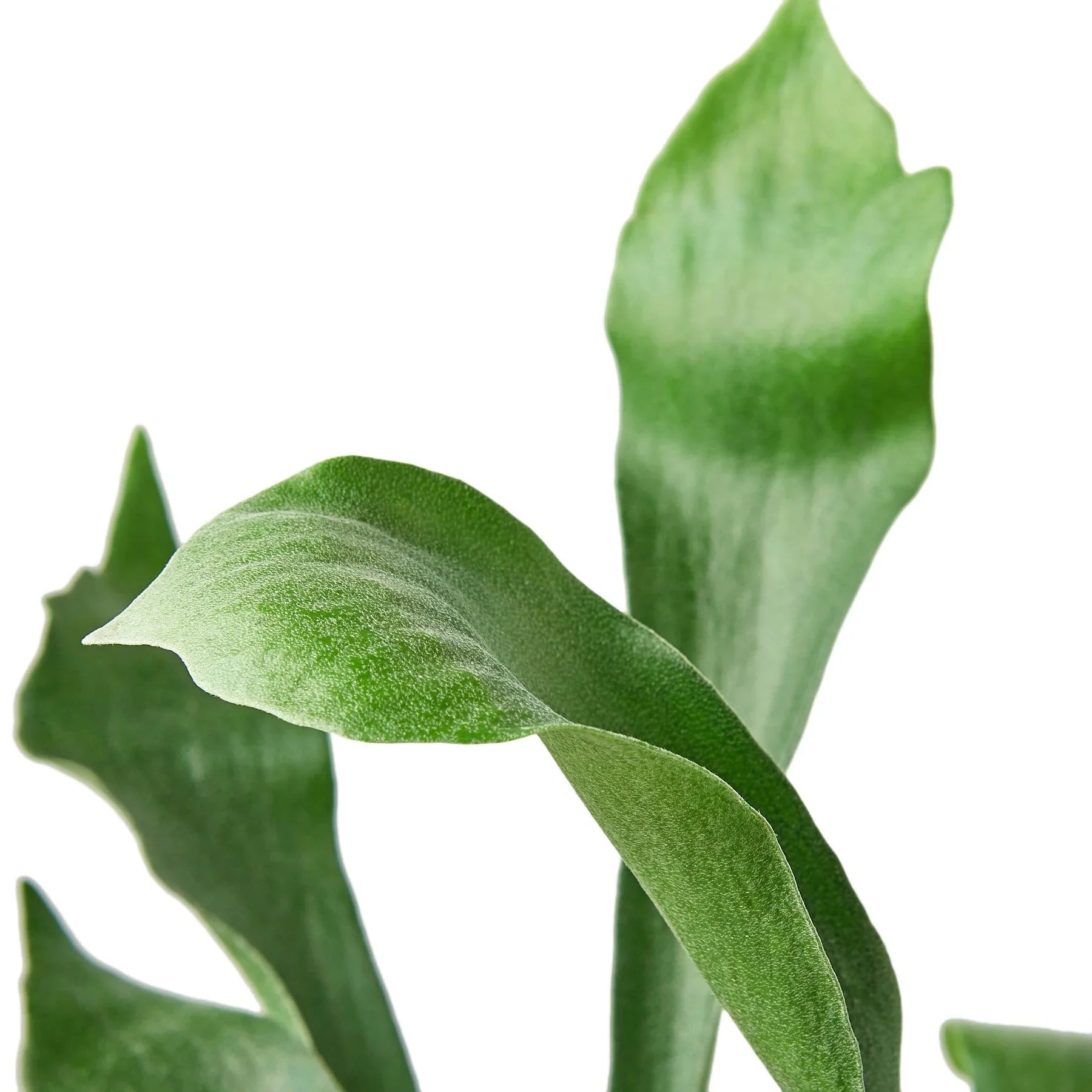 Vibrant green Staghorn fern with fuzzy, forked leaves against a white background.