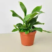 Small Staghorn fern in a terracotta pot, displaying its vibrant green, forked leaves.