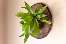 Vibrant green Staghorn fern with forked leaves mounted on a dark oval wooden plaque.