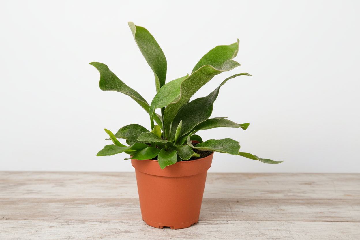 Green Staghorn fern in a brown pot on a light wooden surface.