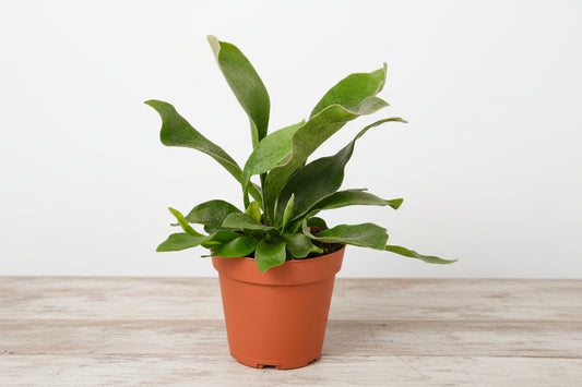 Green Staghorn fern in a brown pot on a light wooden surface.