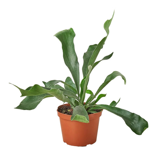 Staghorn fern let safe indoor plant with fuzzy, forked green leaves in a terracotta pot.