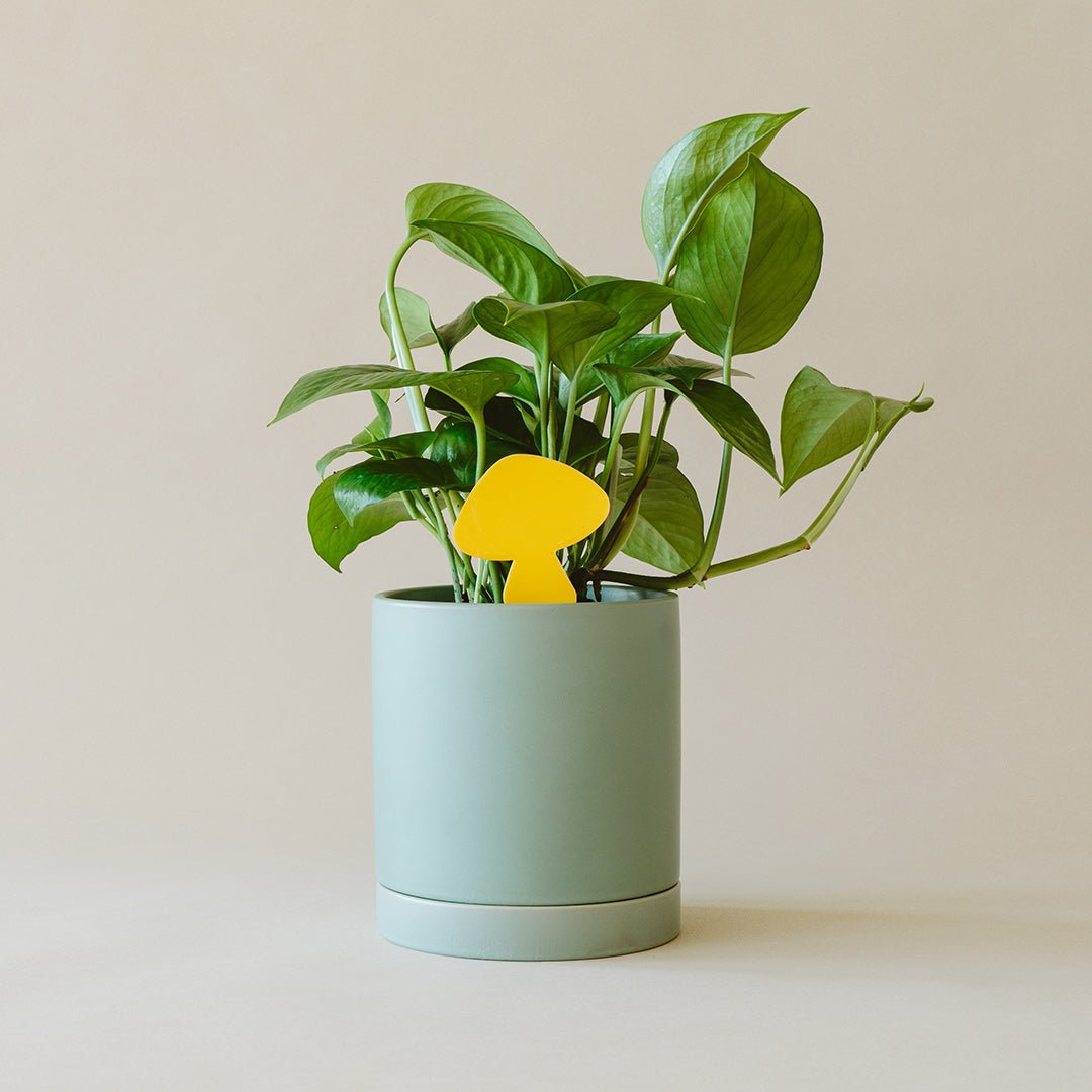 Yellow mushroom-shaped sticky trap in a green potted plant, catching pests.