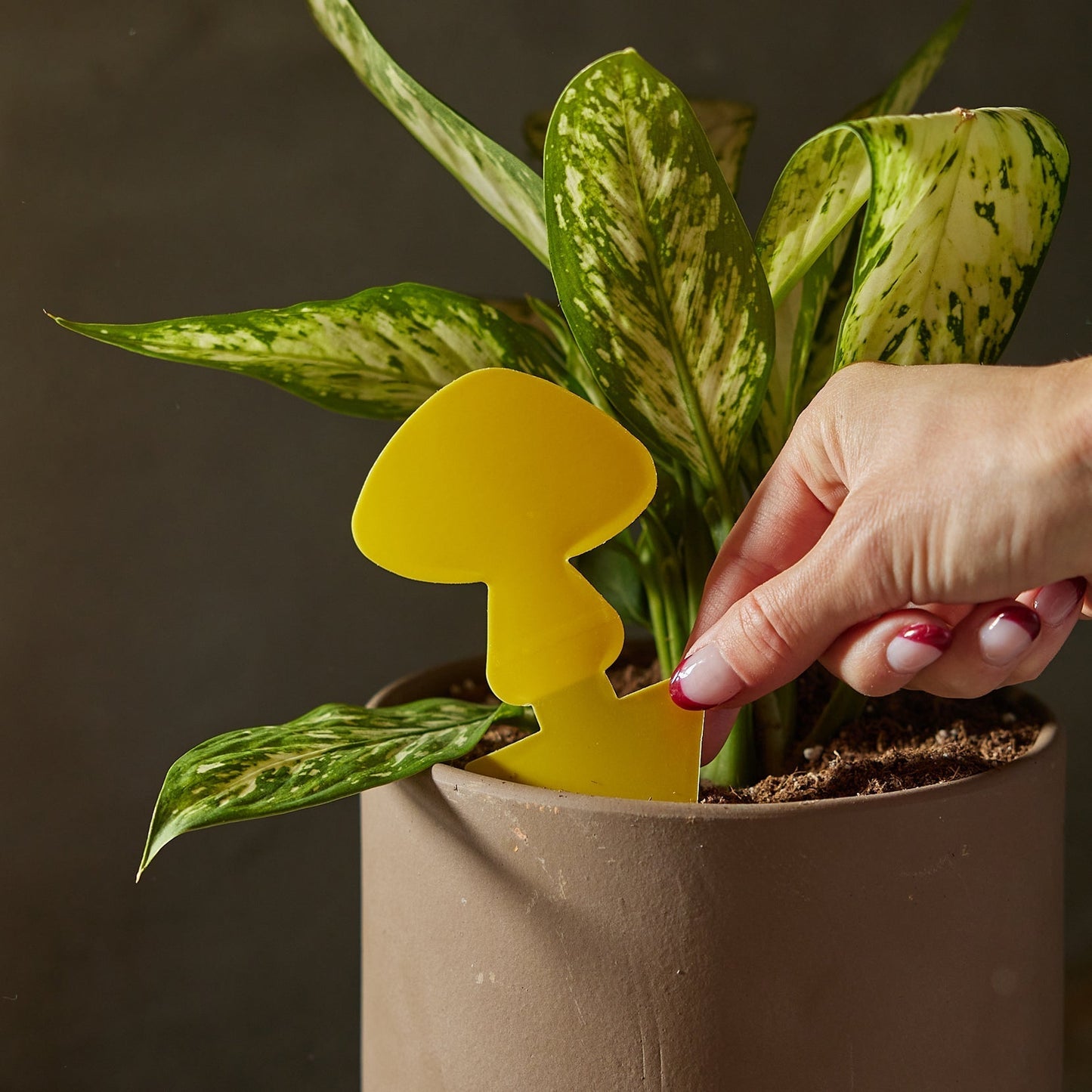 Hand inserting a yellow mushroom-shaped sticky trap into a brown potted plant.
