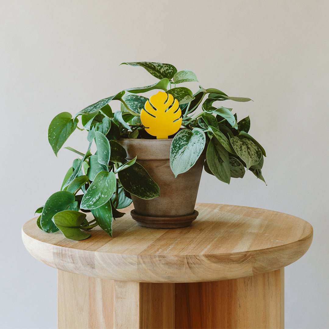 Yellow Monstera leaf-shaped sticky trap in a potted plant on a light wood stool.