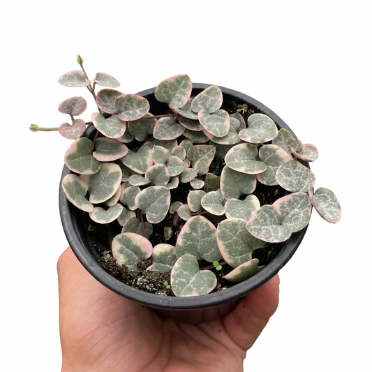 Hand holding a variegated string of hearts succulent with small variegated heart shaped  leaves with pink edges in a black pot.