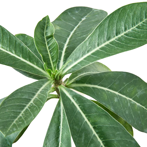 Close-up of a Desert Rose succulent with glossy green leaves and prominent white veins.