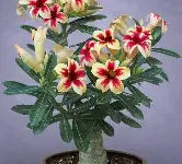 Desert Rose Adenium Obesum succulent with red and cream trumpet-shaped flowers and a thick caudex.