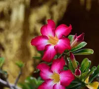Vibrant pink and white Desert Rose (Adenium Obesum) flowers with green leaves and buds.
