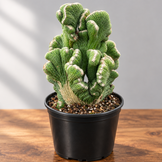 Succulent Cereus ‘Coral Green’ in a black pot on a brown surface with grey background. 