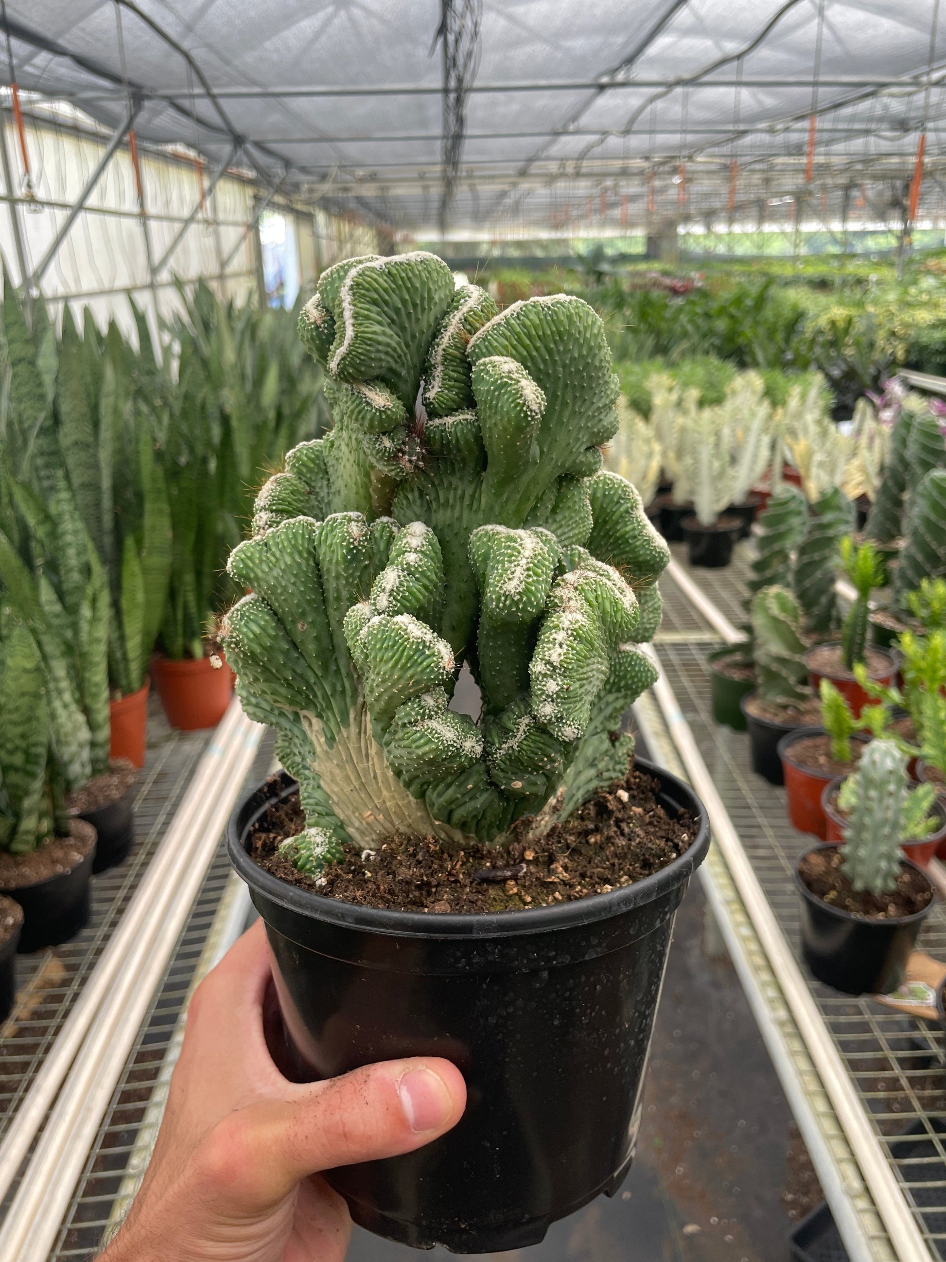 Hand holding a potted green Cereus Coral Succulent with unique wavy, brain-like growth in a greenhouse.