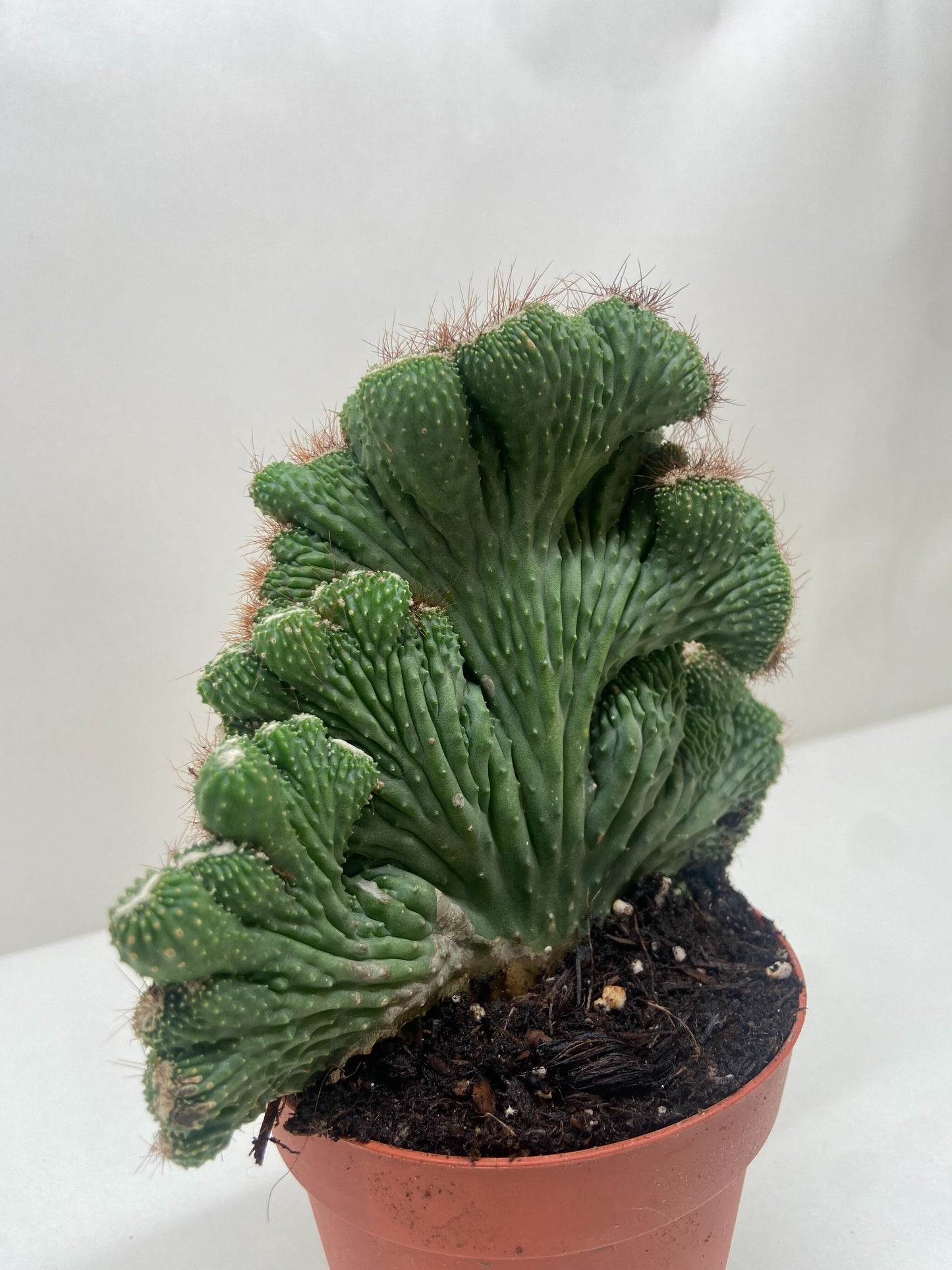 Vibrant green Cereus Coral Succulent in a terracotta pot, featuring unique wavy, brain-like stems.