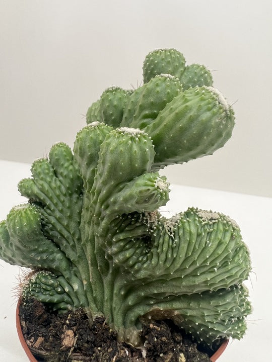 Vibrant green Cereus Coral succulent with unique wavy, mounding stems in a brown pot.