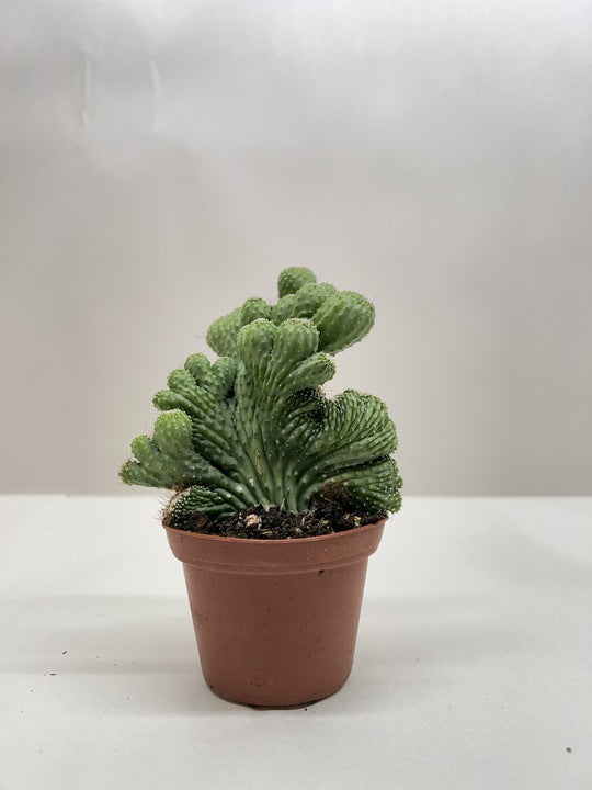Small green Coral Cactus (Rhipsalis cereuscula) with wavy, coral-like stems in a brown pot.