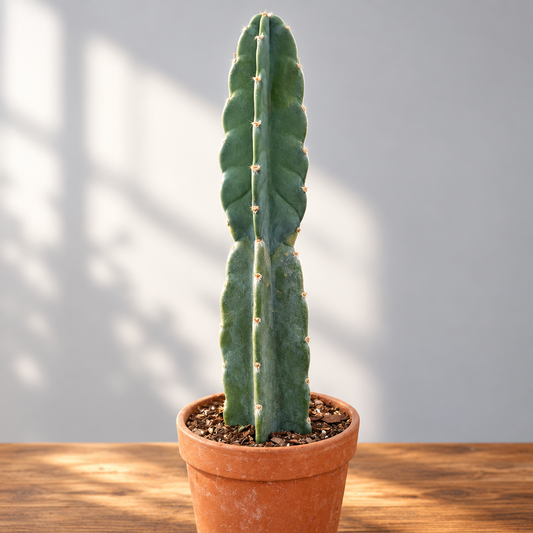 Potted cerus cuddly cactus that’s green in a brown pot on a brown surface with grey background.