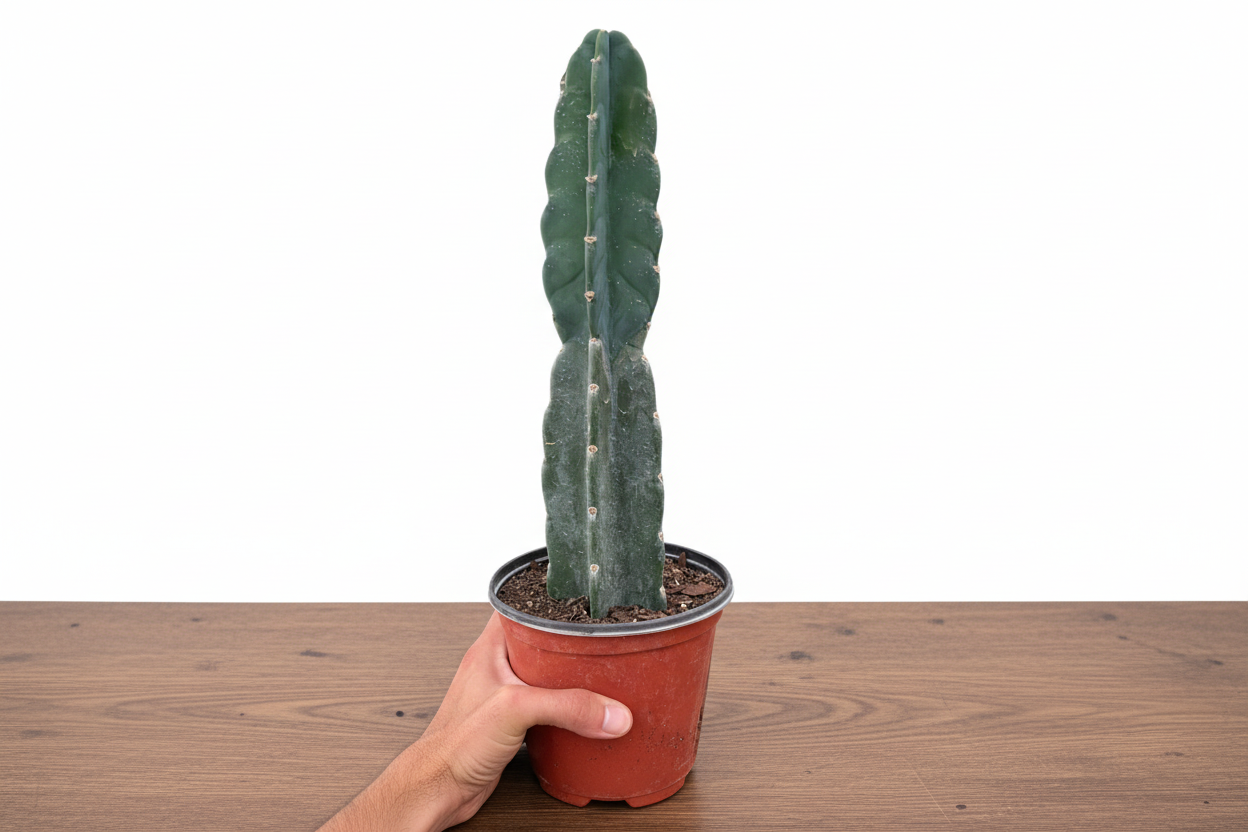 Potted cactus held by a hand on a white background