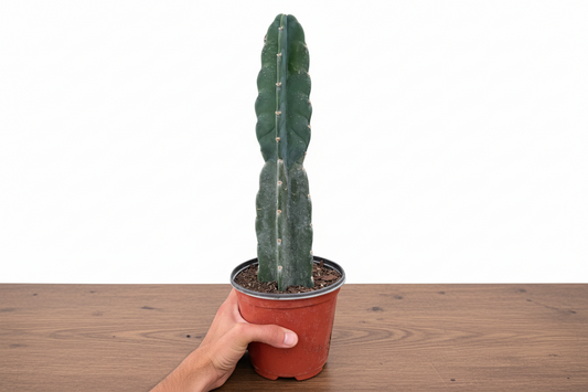 Potted cactus held by a hand on a white background