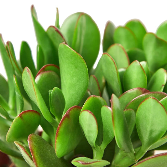 Close-up of a vibrant green Crassula 'Jade' succulent with distinctive red-tipped leaves.