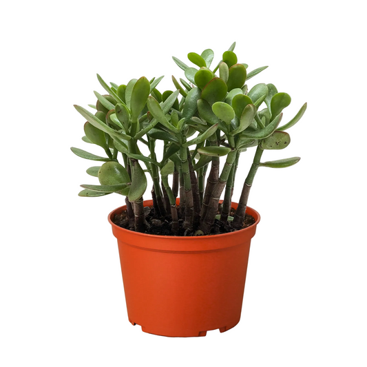 Vibrant green Crassula 'Jade' succulent in an orange pot on a wooden surface.